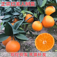 ��Ʒ�N�t���˸���������Ϸ��Nֲɰ�ǹ����ȸ̽ۼ޽�ɳ�ǽ��Ә���