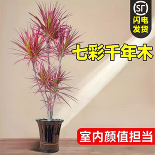 �߲��Fǧ��ľ�Gֲ���Կ͏d�҃�ֲ������Rβ�F��Ѫ����ٺ����辰