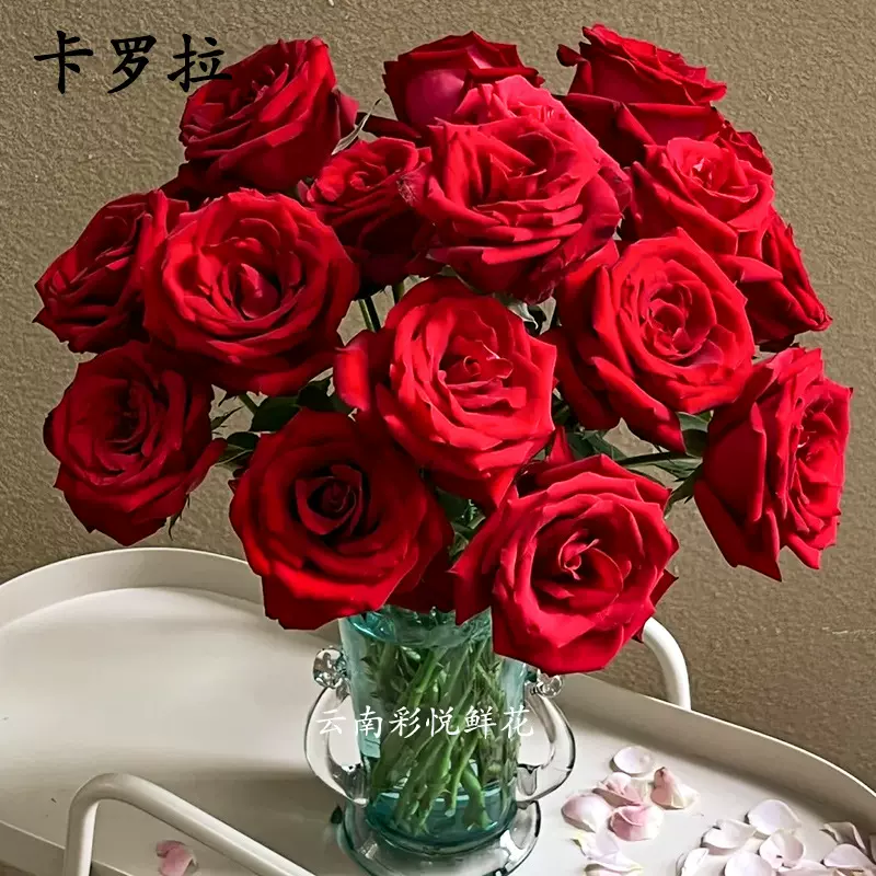 【卡罗拉 高原红玫瑰AB级】520情人节昆明基地直供批发新鲜红玫瑰