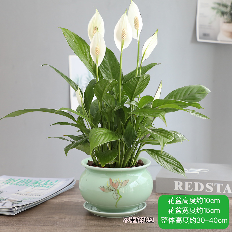 특급 부드러운 항해 화이트 팜 + 메이칭 618 세라믹 세면대