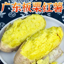 广东潮汕鸡蛋黄心板栗地瓜白皮番薯甜糯红薯新鲜沙地现挖白薯