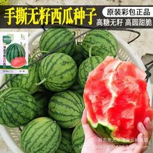薄皮手撕无籽西瓜种子 皮薄脆甜甜脆多汁 高抗耐裂无籽西瓜种籽