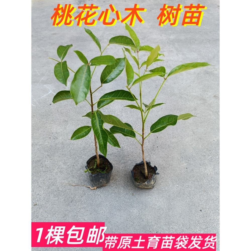 一件代发桃花心木苗名贵庭院绿化风景树苗四季常青园景行道树庭荫