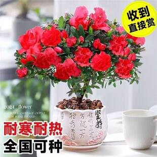 ���N�����Ԏ������Gֲ���҃��̨�ļ����B�d�ӻ����Ϙ��ͺ��r����