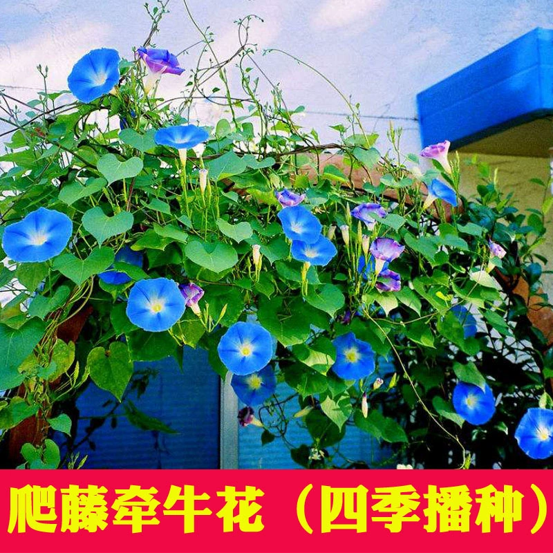 Восхождение Виноградная лоза утренняя слава семена висит труба цветок двор восхождение Виноградная лоза цветок семена легко жить четыре сезона посев семян цветочных Горшков