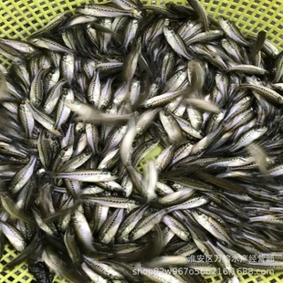 ���l�|�~������|�sʳ�~���|�~���w��