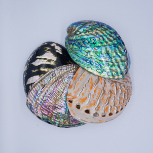 New Zealand Blue Stripe Abalone Shell New Zealand Red Stripe Abalone Shell Sage Burning Shell Specimen Shell Conch