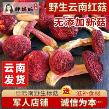 云南野生红菇干货500g 特等级 月子孕妈滋补菌炖土鸡