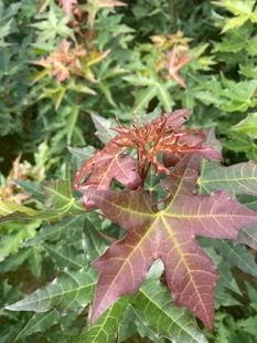 ����ֱ�l�������Ǘ��� ��Ǘ����� Ҏ���Rȫ�r�񃞻�