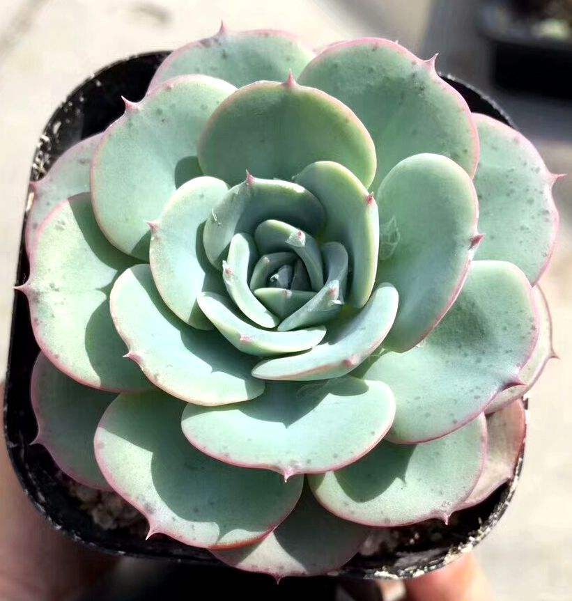 크림빛 노란 복숭아 4~5cm (플라스틱 화분에 심으면 배송이 더 쉽습니다)