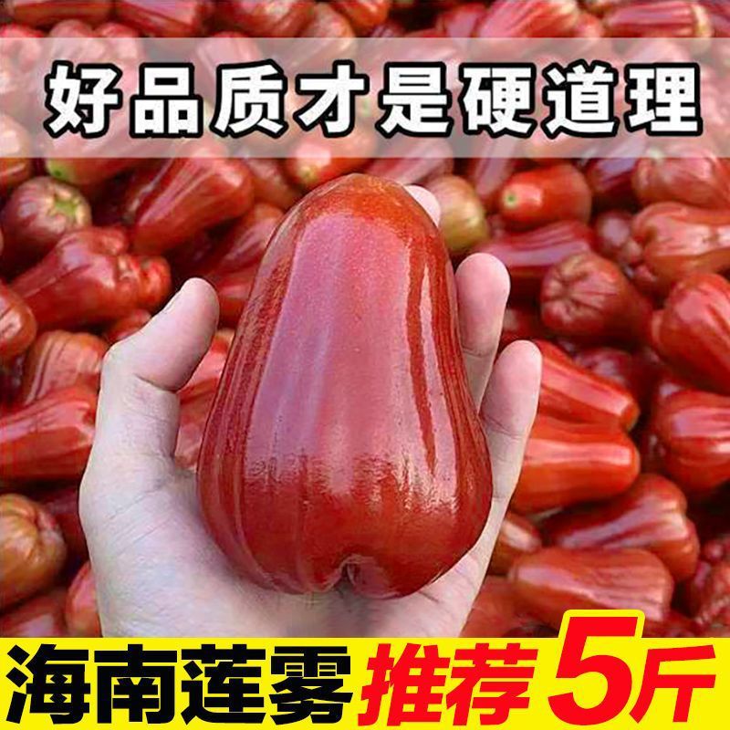 Hainan Wax Apple 5 Jin Seasonal Fresh Fruit Wax Apple Black Diamond Whole Box Fresh Picked Hydrating Fairy Fruit 1-3 Jin