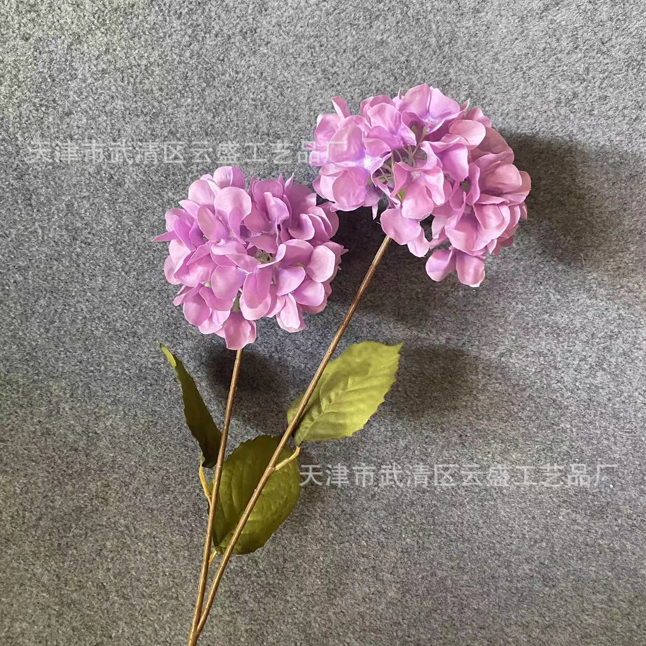 바이올렛
