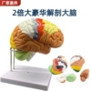 Premium luxury 2x amplifier brain (4 parts)