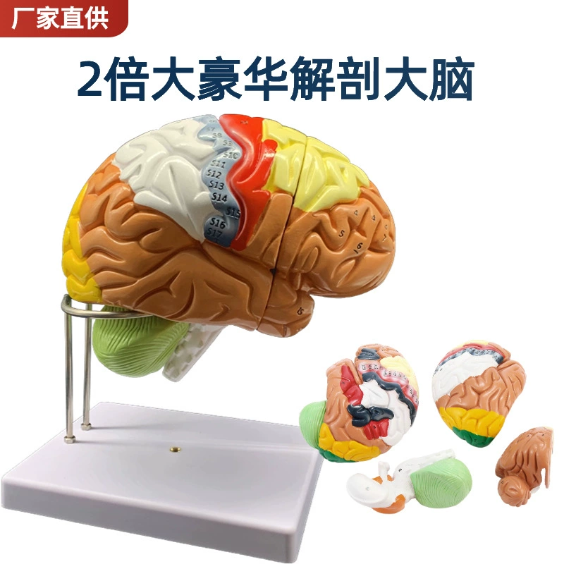 Brain model Brain function area color division model Human brain anatomy human cerebral artery structure cerebrovascular nerve