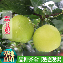 早熟梨新品种翠玉梨 518梨树苗 嫁接梨苗 翡翠梨树苗当年结果包邮