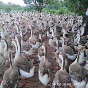 ���ڪ{�^�ZÓ���Z���N�{�^�Z����w�Ҫ{�^�Z����r��С�Z�緱��