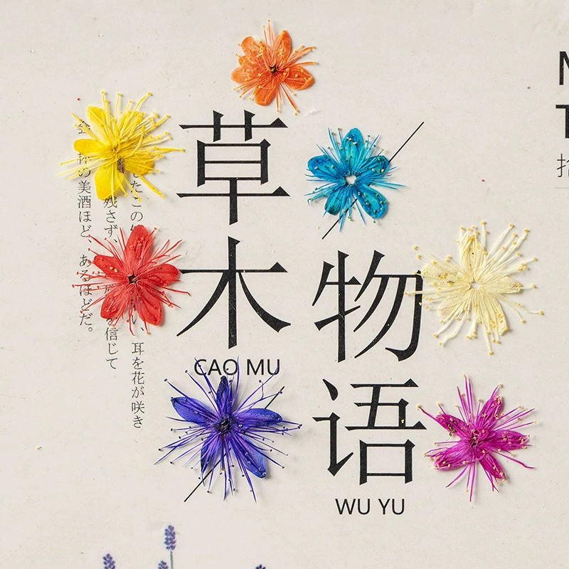 Белое сандаловое окрашивание сухим цветком с тиснением образец растения diy фоторамка закладка клей чехол для мобильного телефона