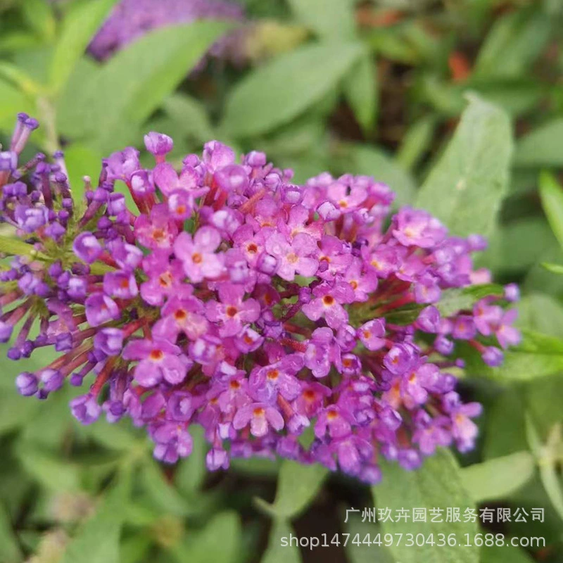 Плотные цветы цветка Цветок Цветочная клумба пейзаж дорога благоустройство растения приспособляемость можно срезать цветы