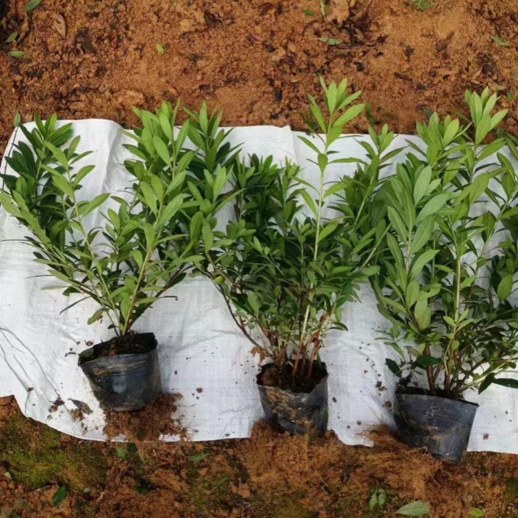 批发毛娟大杯苗春娟球 紫鹃球 夏娟球 各种规格 量大优惠小区绿化-阿里巴巴