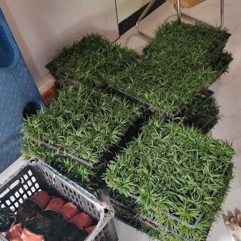 Прямая доставка с базы в Сяошань, Чжэцзян: гном Ophiopogon japonicus, Epimedium, подходит для ландшафтного дизайна двора виллы, только что выкопан и доступен для выставления счета.