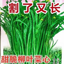 S~۲ķNӶѿ~ķNļ̨r߲˷NZ