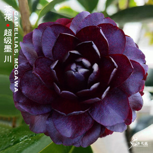 茶花名貴品種圖片 海量高清茶花名貴品種圖片大全 阿里巴巴