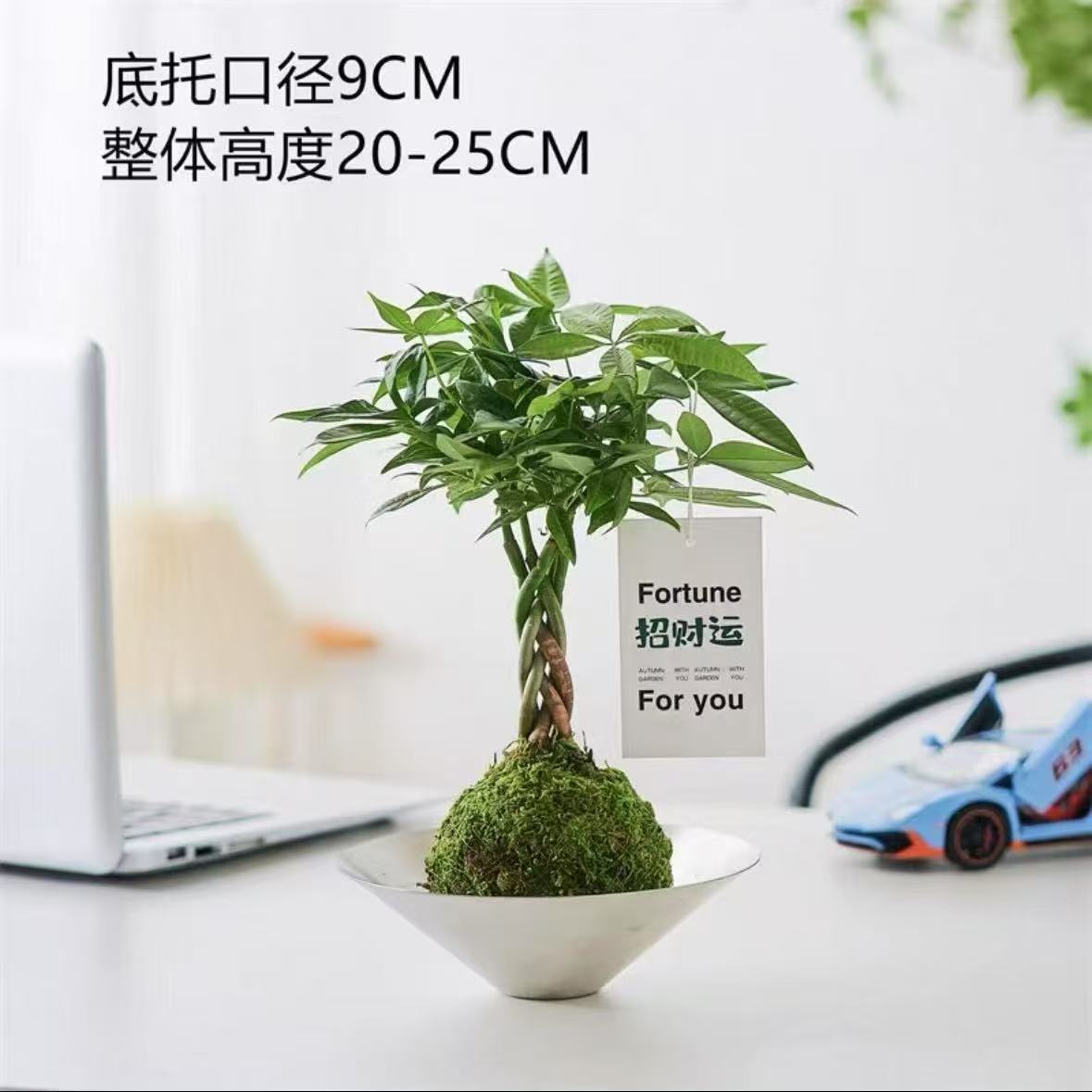 Quả bóng rêu cây tiền năm bện (mũ bạc)