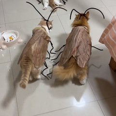 純情ゴキブリがひりひりとしています。
