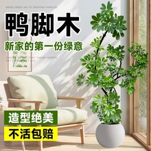 _ľ͏dGֲ҃ȴش̖߼kļBֲ