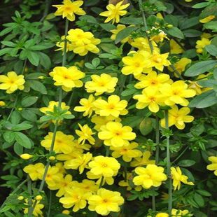 ӭ��������ͥԺ�G��ֲ������Sܰ�ٗl�ļ����໨���L���������Ϙ�