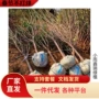 南方北方庭院种植樱桃苗