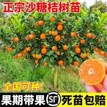 ɳ�ǽۘ�����������Ϸ������Nֲ���Ә���̽۹������޽�ɰ����