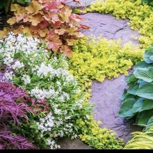 金叶过路黄盆栽好养耐寒耐旱四季金黄垂吊爬藤垂直绿化室内外绿植