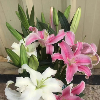 雲之萌萌果雲南新鮮鮮花花束水養花單頭百合 單頭百合白百合