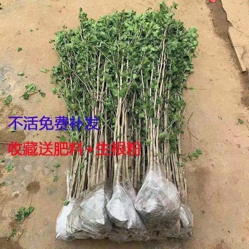 银杏树苗白果树苗庭院美化别墅绿化苗木行道树银杏大树南北方种植