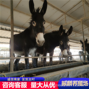 Сë�H�H���� ���l���ۻ��H����� ���H ɽ�|�����������H