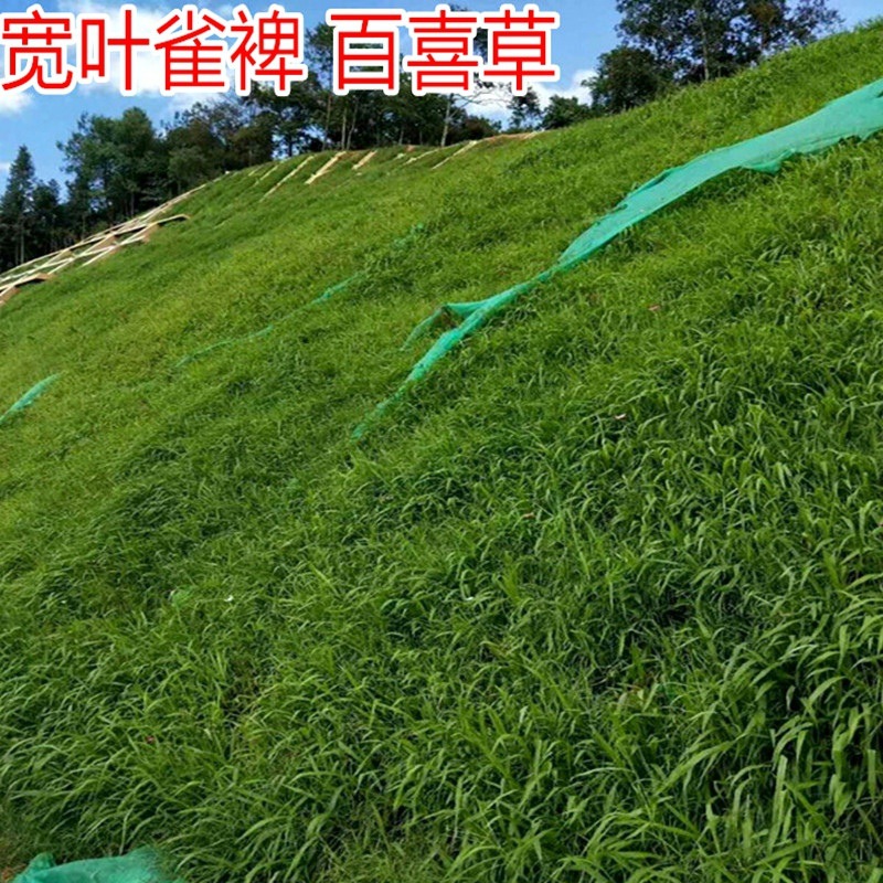 Slope protection seed Slope protection seed Salinity Bahia seed seed Drought resistance and soil consolidation