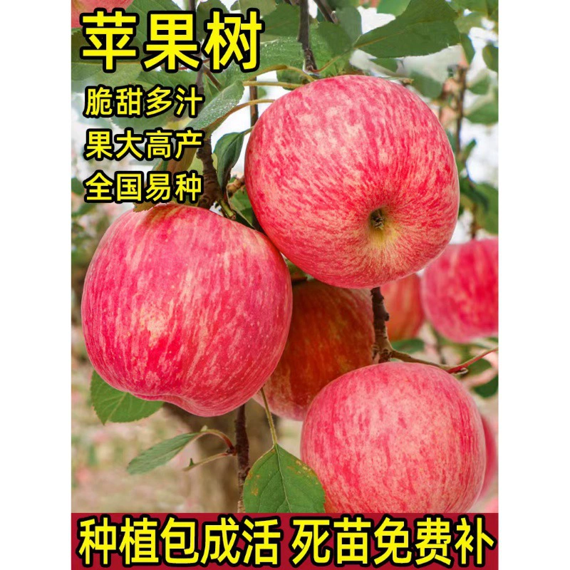 Саженцы яблони в горшках для посадки на юге и севере, саженцы яблони «сердце сахарного камня», живые саженцы, низкорослые плодовые деревья, плодоносящие в том же году.