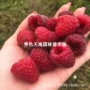 种植盆栽特大庭院树莓苗