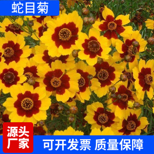 �ͺ���Ŀ�շN������ѩ����ɽѩ�ջ��N�� ����ͥԺ���ܷN���ļ���