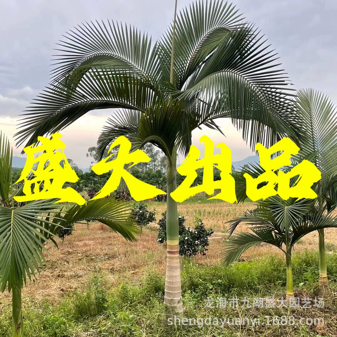 Оптовая продажа поддельных бетельных орехов в Фуцзяне, цена на поддельные бетельные орехи в Юньнани, поддельные бетельные орехи в Чжэцзяне, база поддельных бетельных орехов в Цзянси