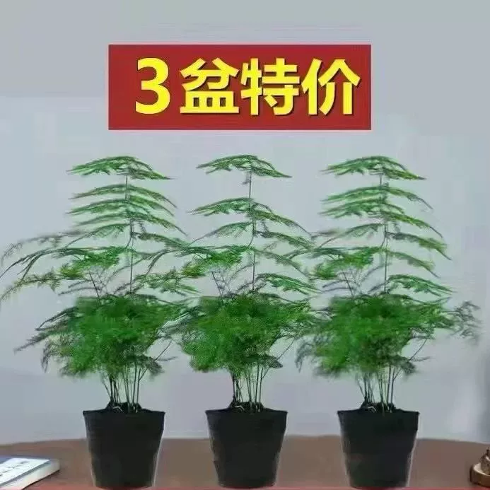 Спаржа в горшках, комнатные офисные зеленые растения, цветы, легко выращивать бонсай круглый год, гидропонные гигантские рассада спаржи, балкон