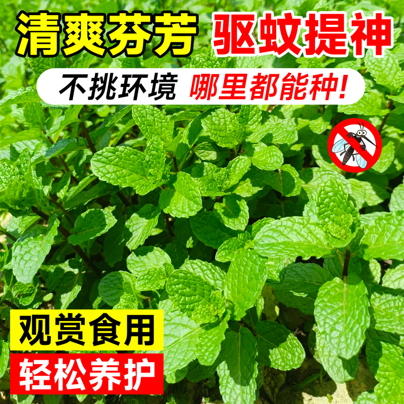 Mint seedlings are edible indoor plants, suitable for potted and hydroponic cultivation. Lemon mint leaves, rosemary, mosquito-repellent grass, and other green plants are grown Mint seedlings are edible indoor plants, suitable for potted and hydroponic cultivation. Lemon mint leaves, rosemary, mosquito-repellent grass, and other green plants are grown