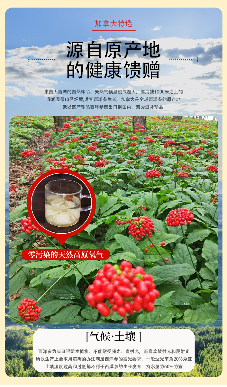 Canadian American Ginseng Whole Roots Xi Yang Shen for Tea and Soup 250 g key features