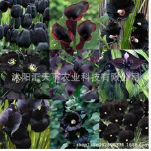 杂花野花组合种子四季开花耐寒花籽波斯菊格桑花易活庭院室外花种