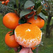 新鲜采摘青见柑橘果冻橙水果当季孕妇应季现摘水果整箱批发包邮
