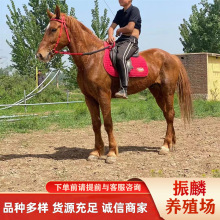 ���w���R�����RС�R�xһƥ �ɹ��R�B�R�����R�T���R