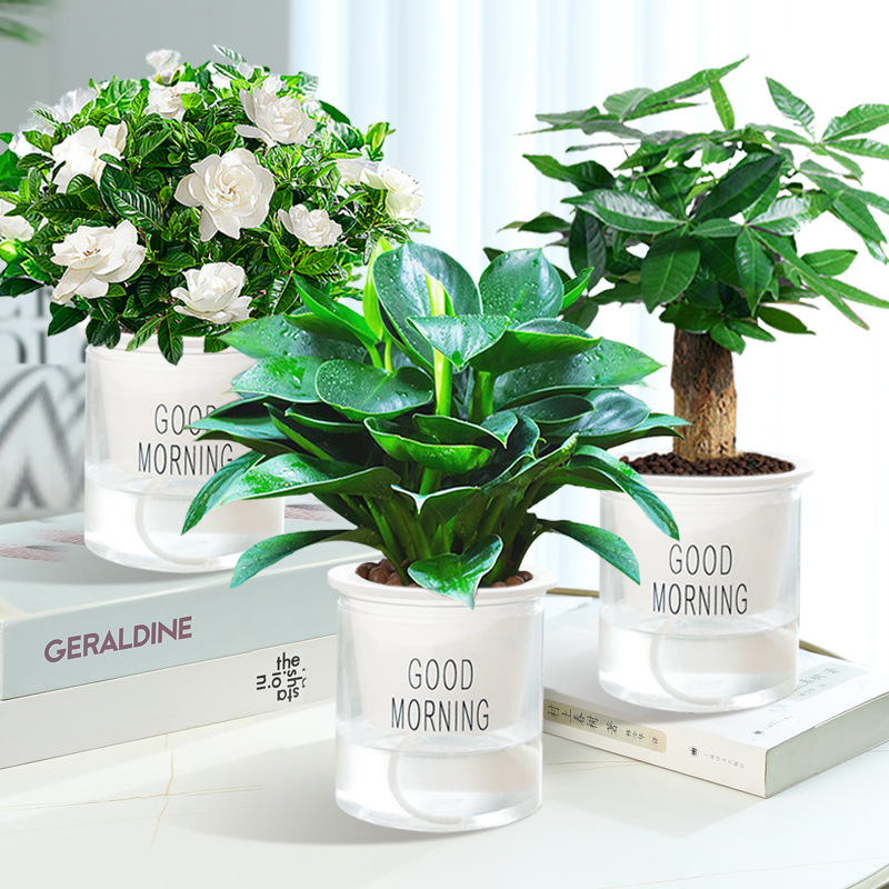 골든 다이아몬드 + 치자나무 + 머니트리 + 굿모닝 대야 3개 + 영양액