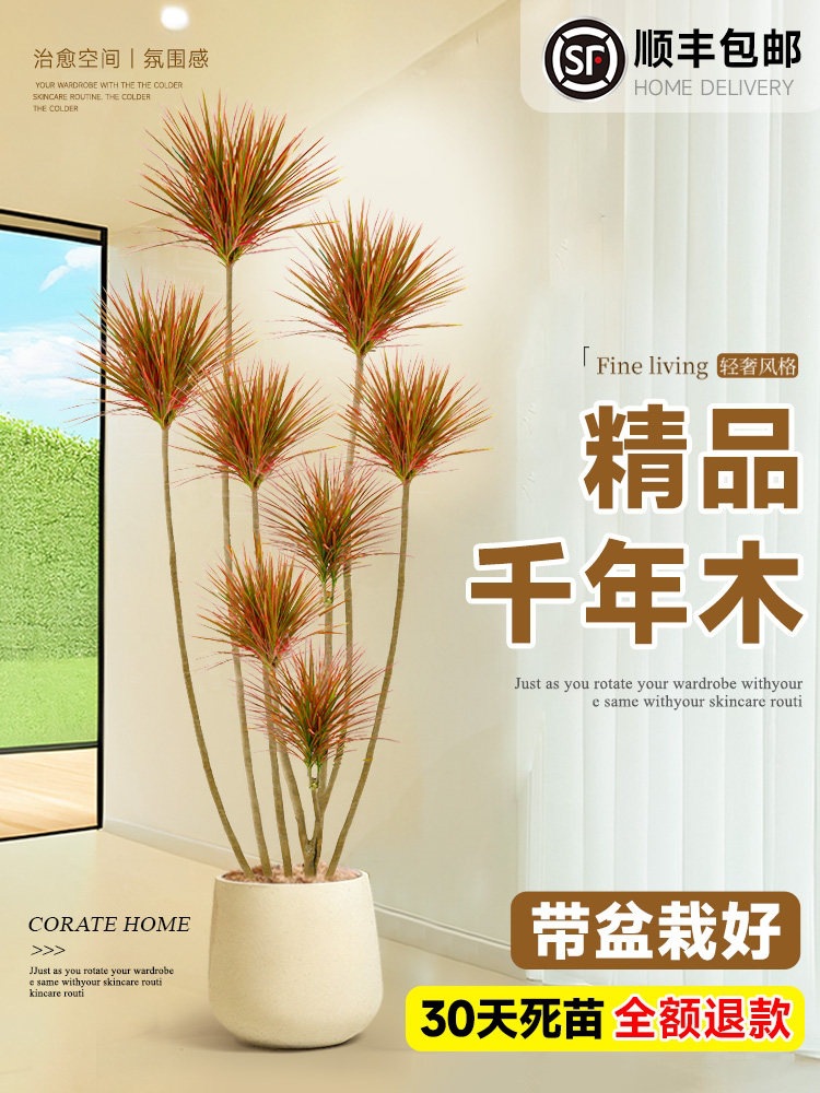 千年木客厅绿植大型植物盆栽室内七彩铁龙血树落地式好养真树造景