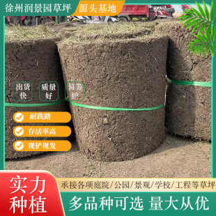 Real Turf House Courtyard Greening Manila Carpet Grass Cold-Resistant Lawn with Soil No-Cut Taiwan Grass with Soil